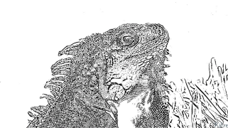 iguana Coloring Pages To Print